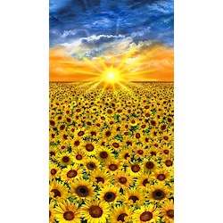 Sunset - Sunflower Sunset
